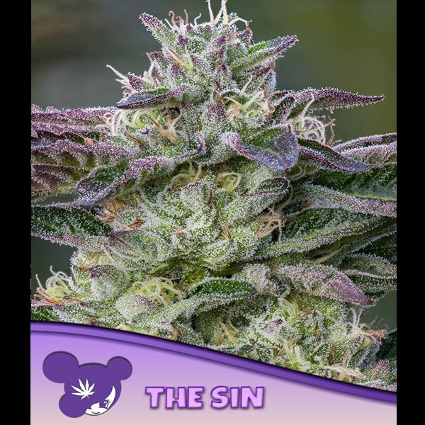 The-Sin-3-u-fem-Anesia.jpg