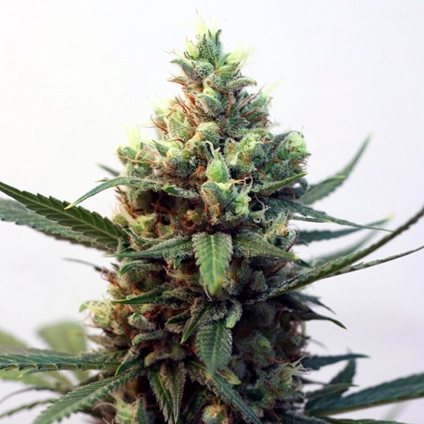 Toxic-3-u-fem-Ripper-Seeds.jpg