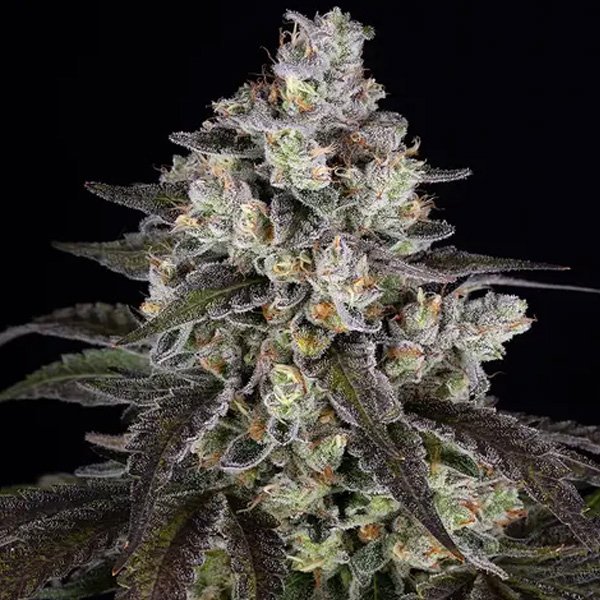 Trainwreck-1-u-fem-Barneys.jpg