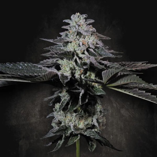 Tropicana-Crush-5-u-fem-Paradise-Seeds-Limited-Edition.jpg