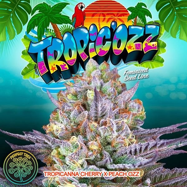 Tropicozz-6-u-fem-Perfect-Tree.jpg