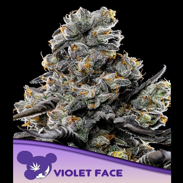 Violet-Face-3-u-fem-Anesia.jpg