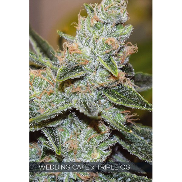 Wedding-Cake-X-Triple-OG-31-u-fem-Vision-Seeds.jpg