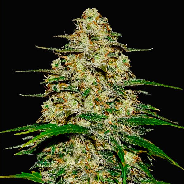 Wedding-Cheesecake-Auto-1-u-fem-FastBuds-Seeds.jpg