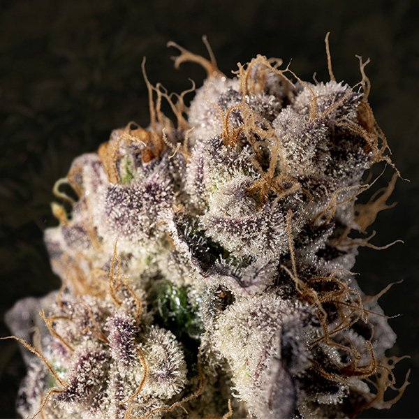 Wedding-Crasher-Fast-1-ud-High-Speed-Buds.jpg