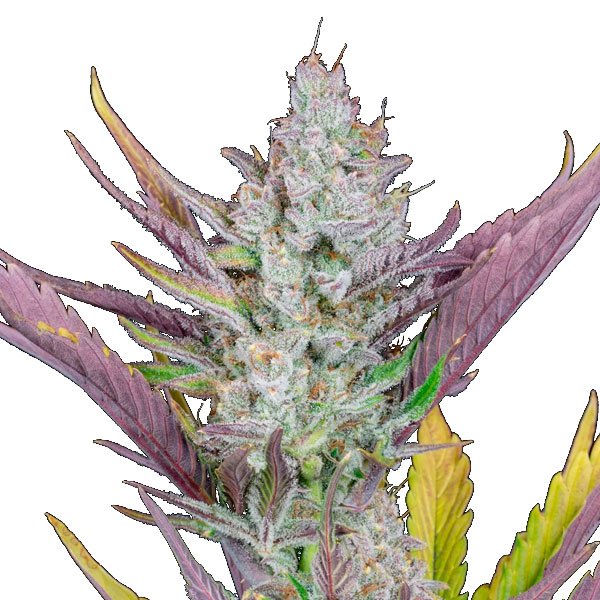 Wedding-Glue-Auto-1-u-fem-FastBuds-Seeds.jpg