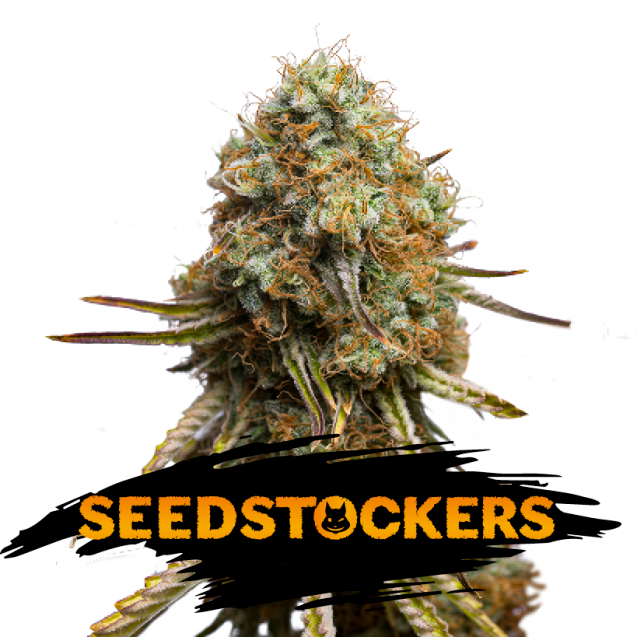 Wedding-Glue-fem-1-u-Seedstockers.png