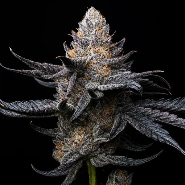 White-Diamond-Triploid-5-u-fem-Triploid-Seeds.jpg
