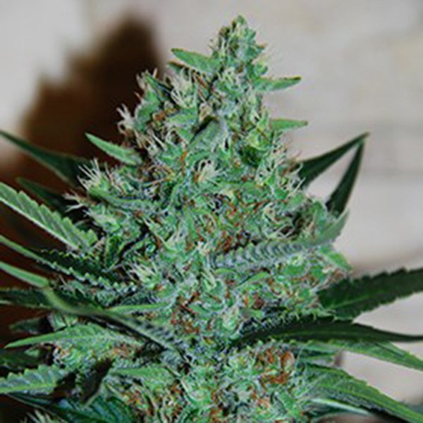 White-Lavender-5u-G13-Labs.jpg