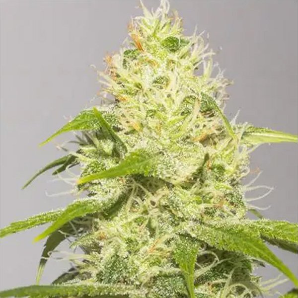 White-Runtz-31-u-fem-Vision-Seeds.jpg