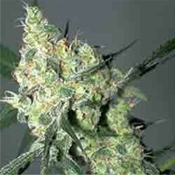 White-Russian-3-u-Fem-Serious-Seeds.jpg
