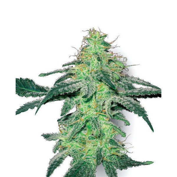 White-Skunk-10-u-reg-White-Label.jpg