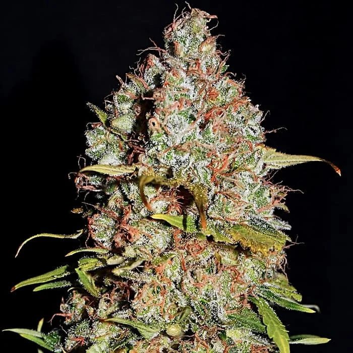 White-Truffle-3-u-fem-Empire-Seeds.jpg