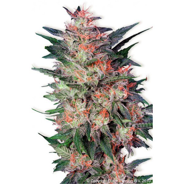 White-Widow-1-u-fem-Dutch-Passion.jpg