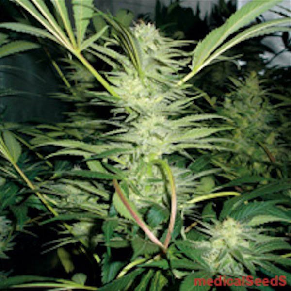White-Widow-3-u-fem-Medical-Seeds.jpg