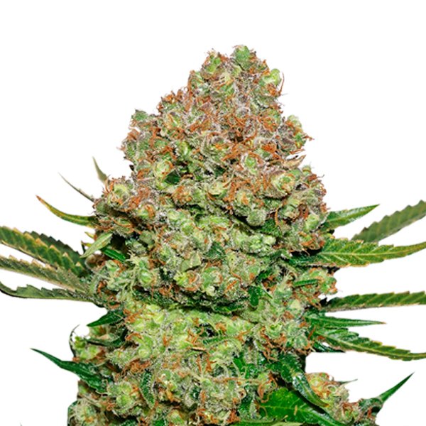White-Widow-fem-1-u-Seedstockers.jpg