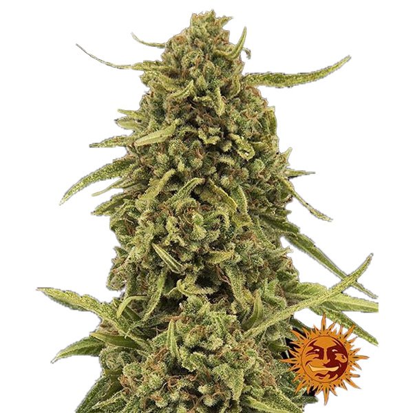 Widow-Remey-10-u-reg-Barneys.jpg