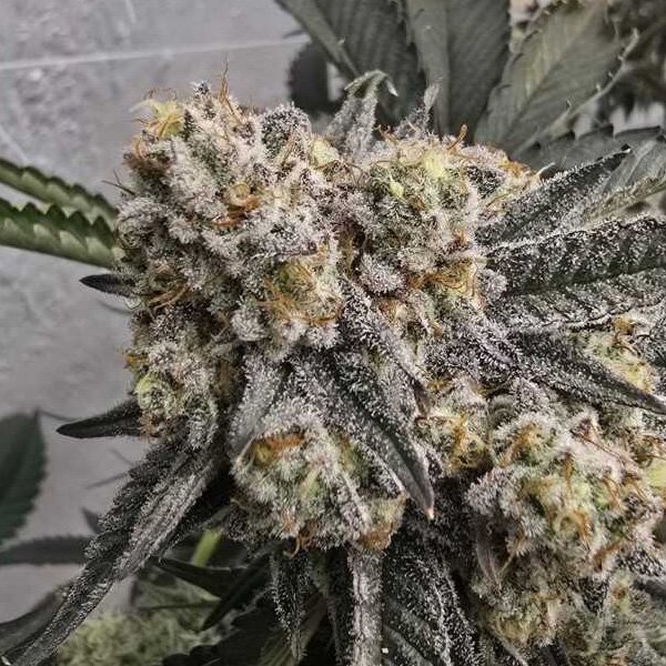 Zchupz-13-u-Reg-Bask-Triangle-Farms.jpg